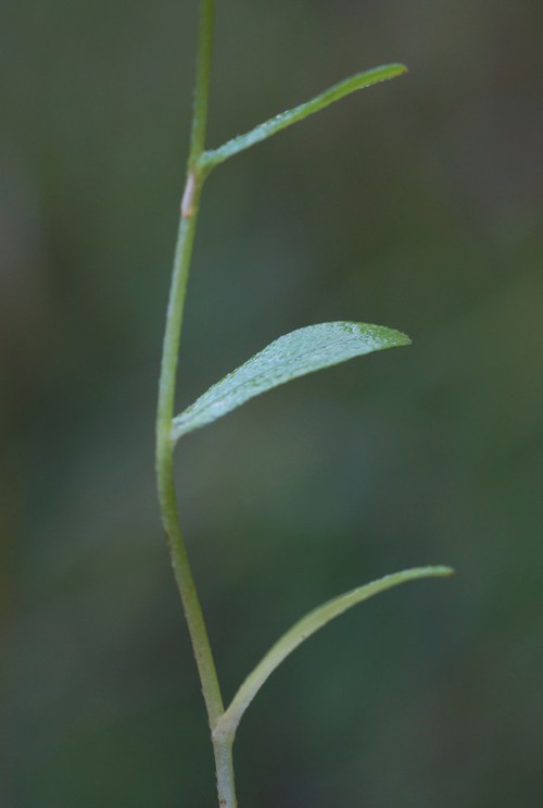 feuille