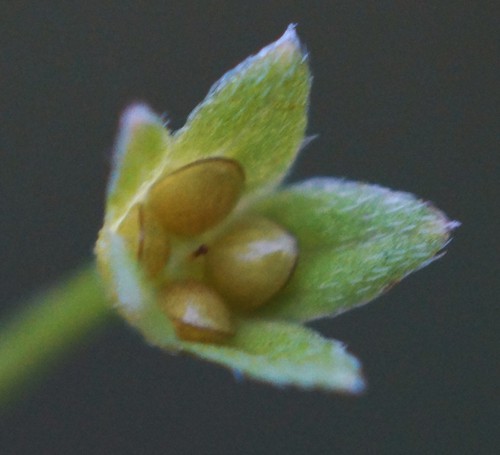 fruit