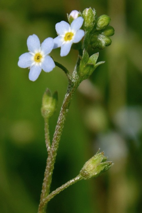 inflorescence