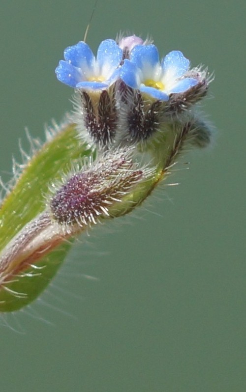 inflorescence