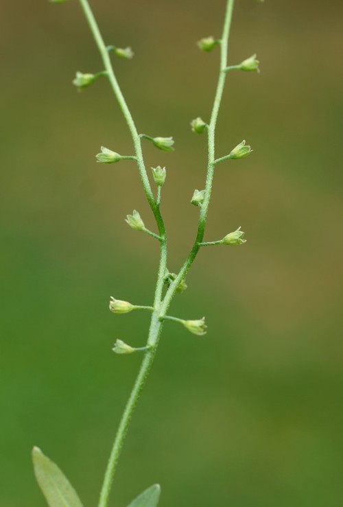 fourche vraie
