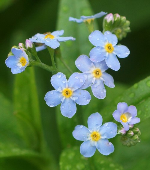 inflorescence
