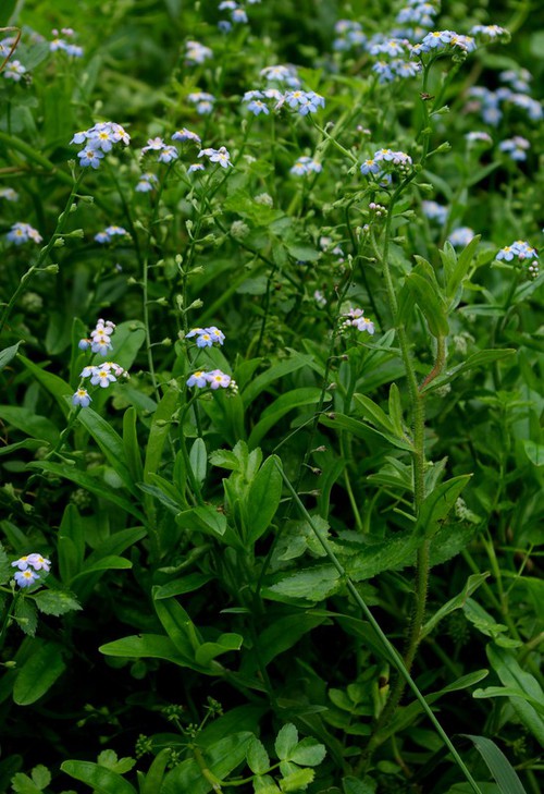 Plante entière