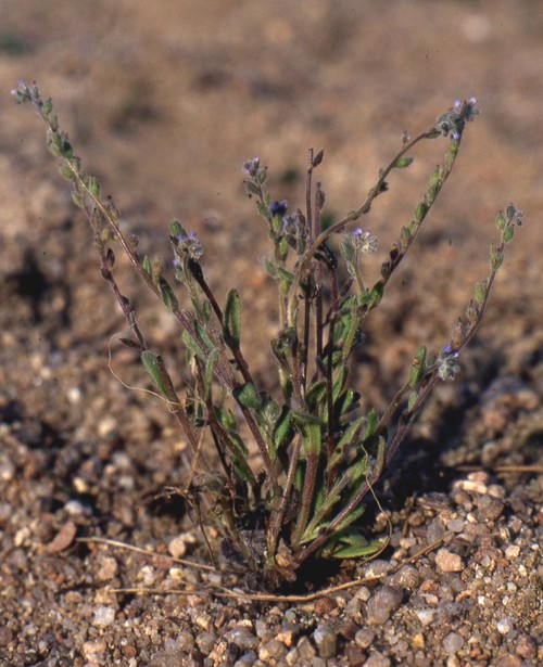 Plante entière