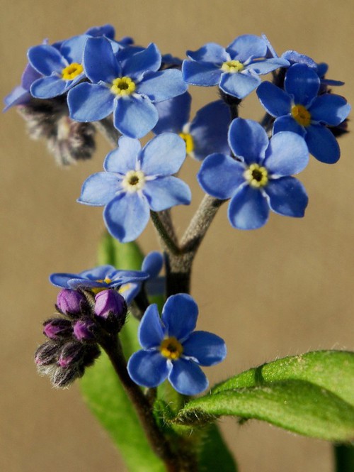 inflorescence