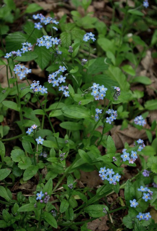 Plante entière