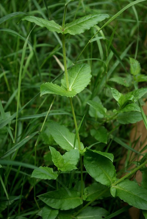 feuille