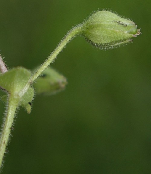 fruit