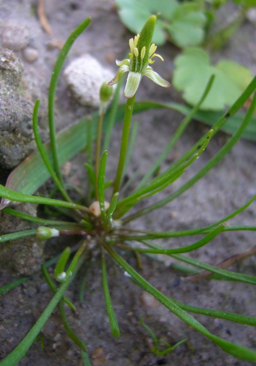 inflorescence