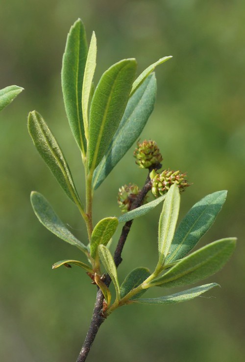 feuille