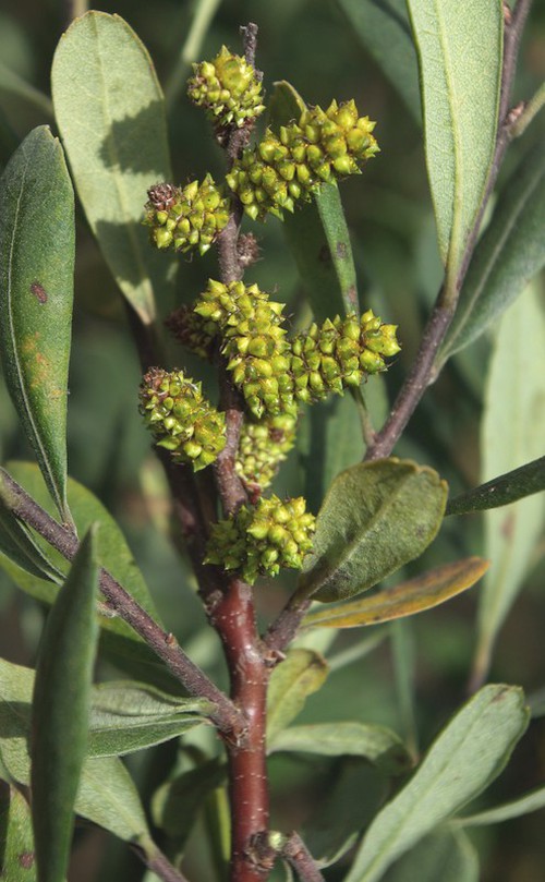 fruit