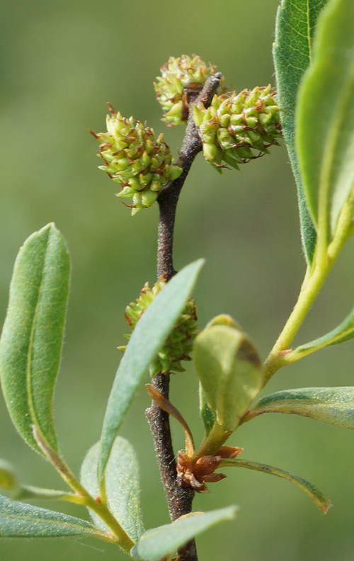 inflorescence femelle