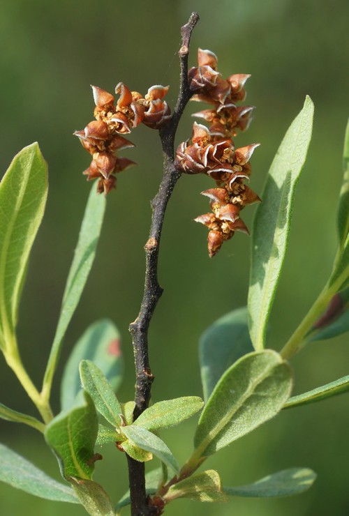 inflorescence mâle