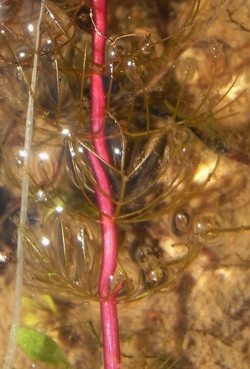 feuille