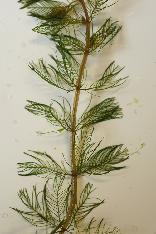 feuille