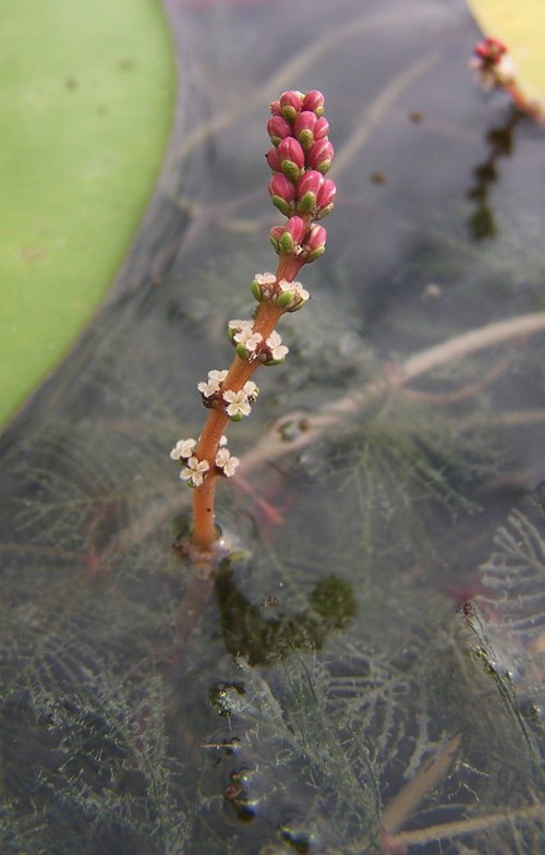 inflorescence