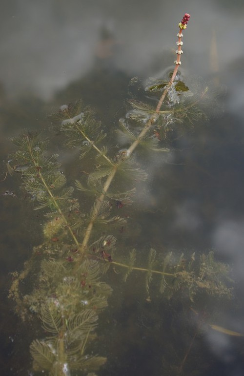 Plante entière