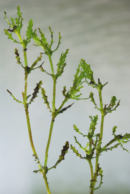 feuille