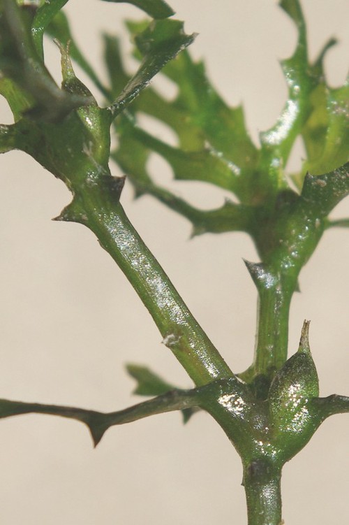 fruit