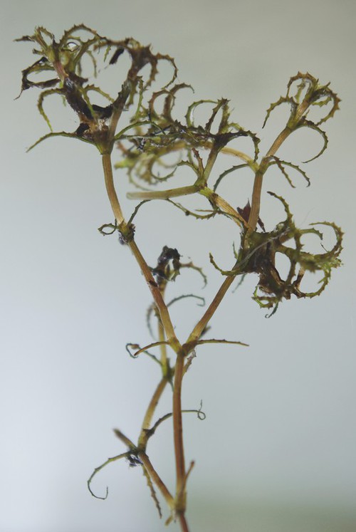 Plante entière