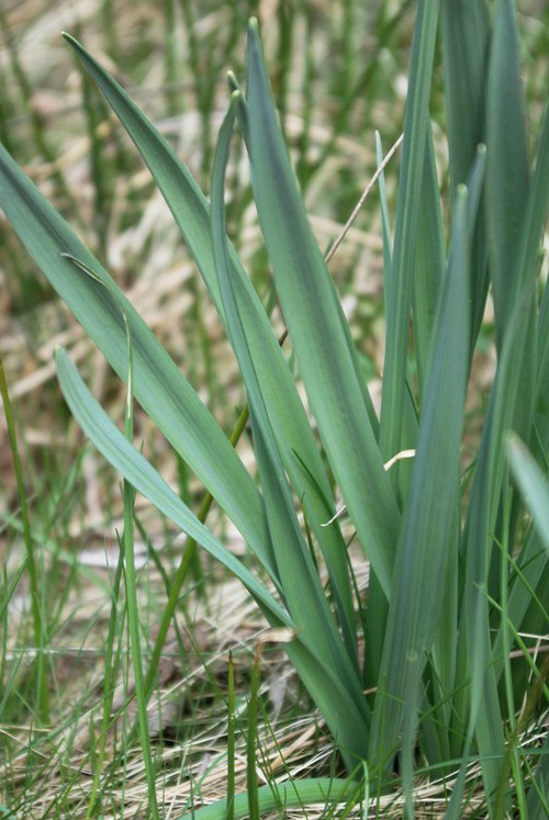 feuille