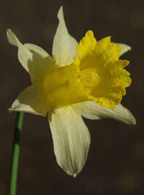fleur