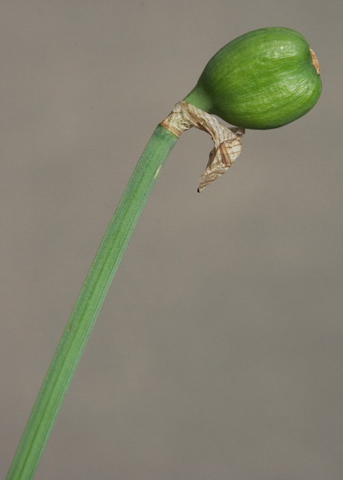 fruit