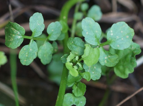 feuille
