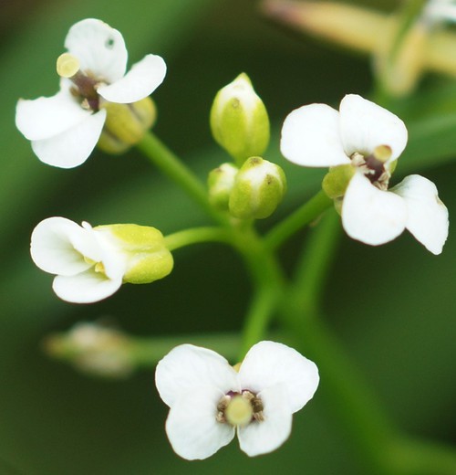 inflorescence
