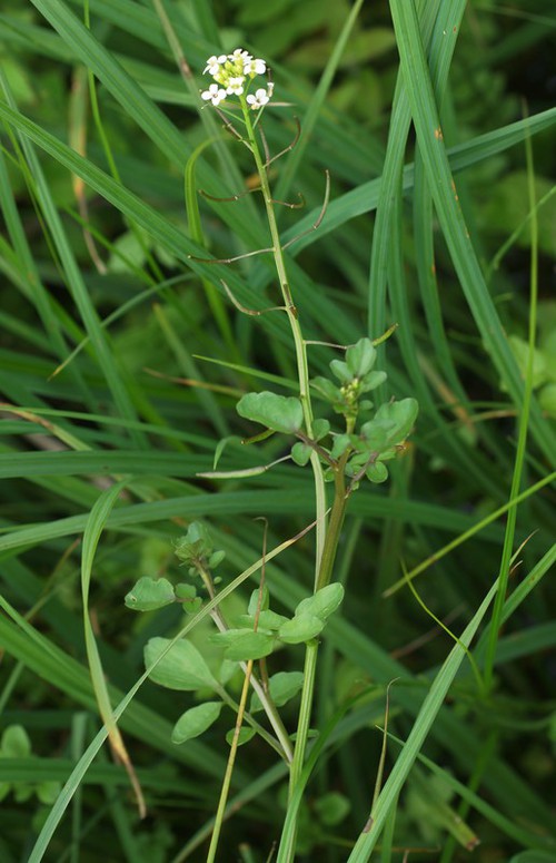Plante entière