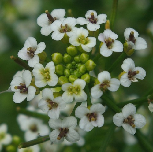 détail fleur