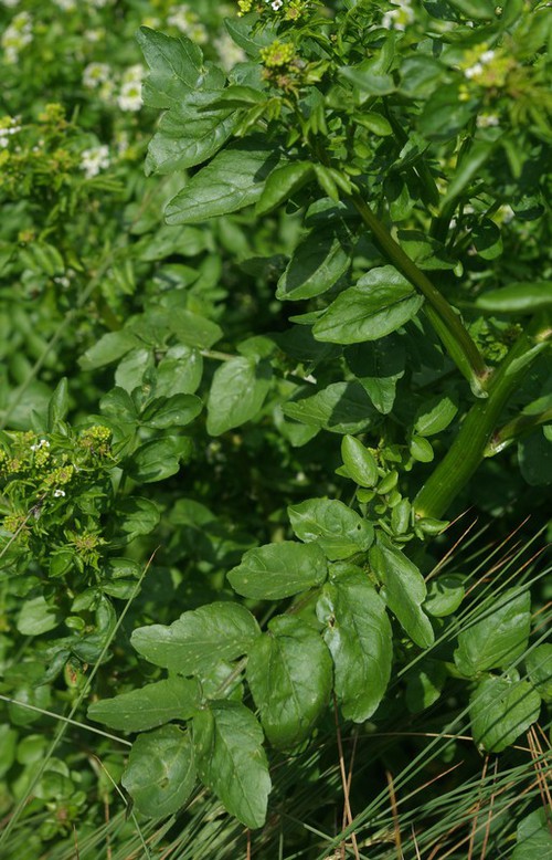 feuille