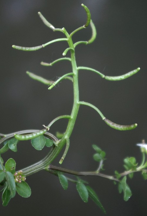 fruit