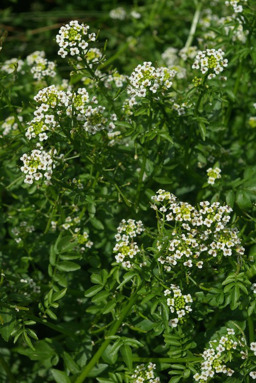 inflorescence