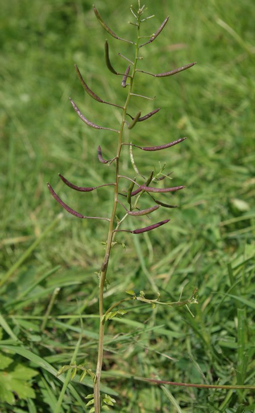 fruit