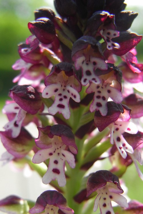 inflorescence