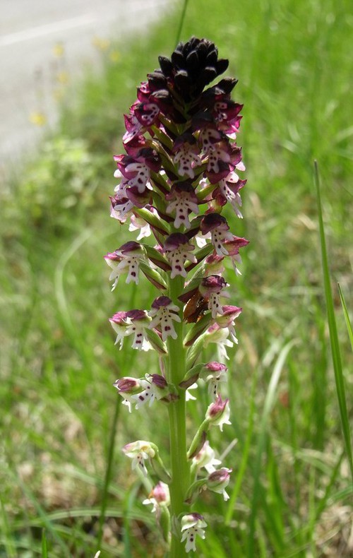 Plante entière