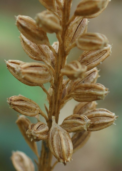 fruit