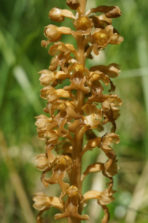 inflorescence