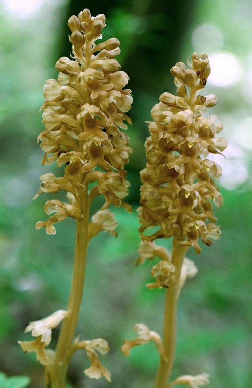 Plante entière
