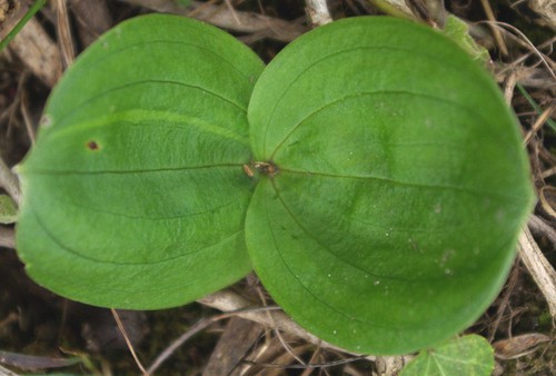 feuille
