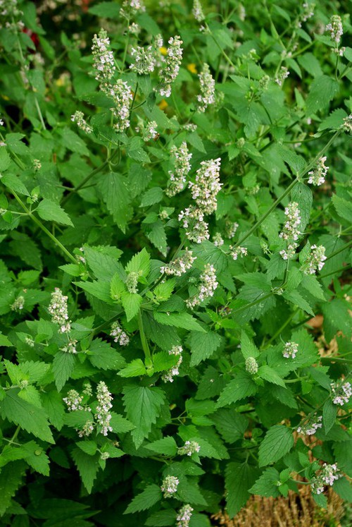 Nepeta cataria