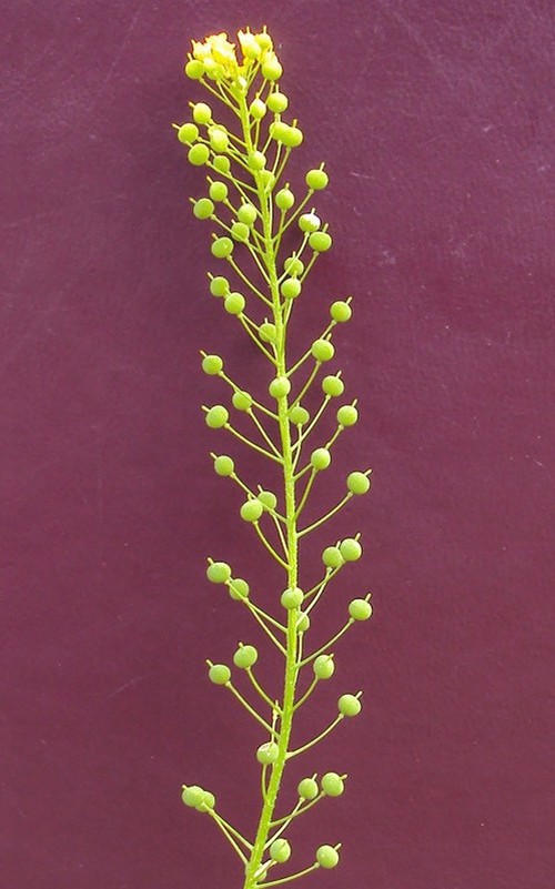 fruit