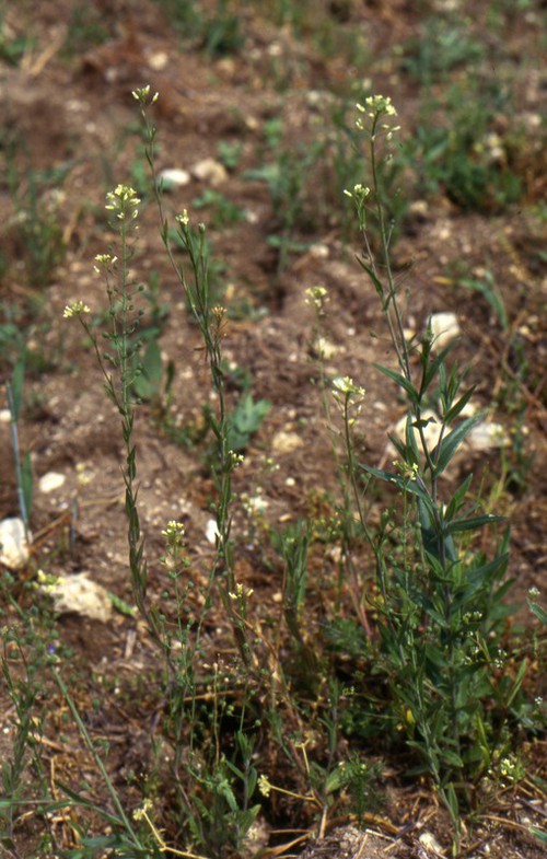 Plante entière