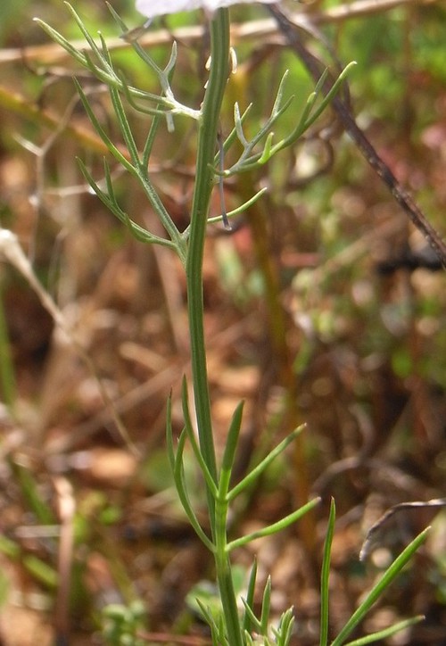 feuille