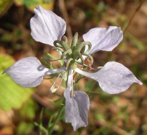 fleur