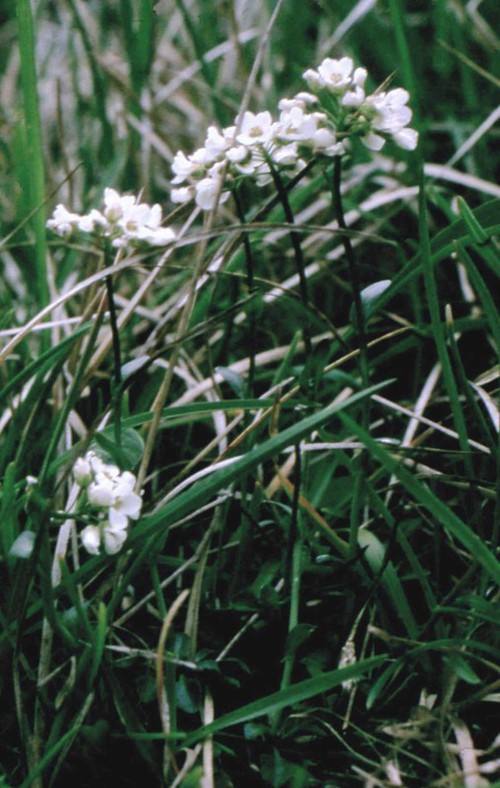 Plante entière