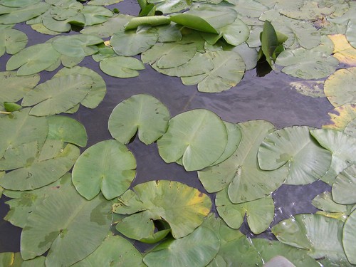 feuille