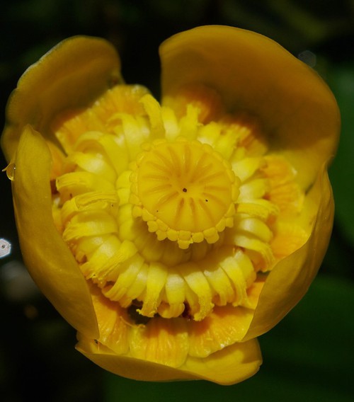 fleur
