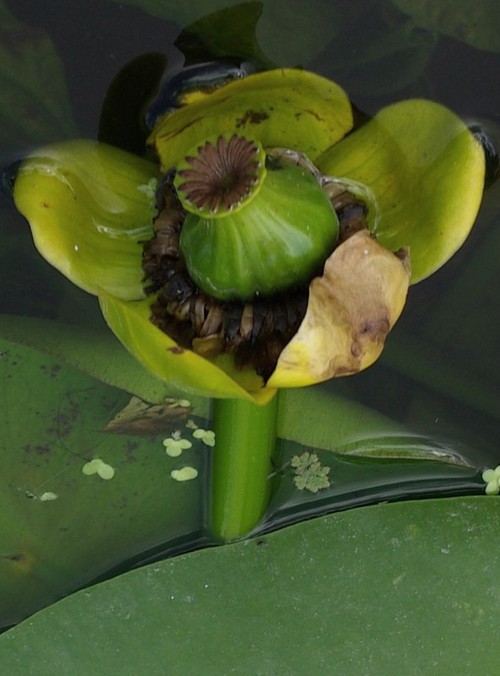fruit